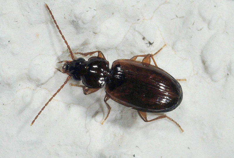 Trechus quadristriatus, Carabidae